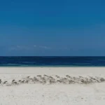 010-Zuri-Watamu